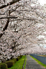 View of full blooming of cherry blossom along Muko river in Sanda city, Hyogo, Japan