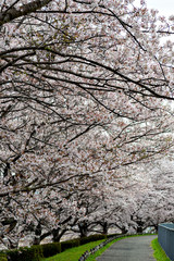 View of full blooming of cherry blossom along Muko river in Sanda city, Hyogo, Japan