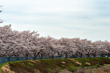 View of full blooming of cherry blossom along Muko river in Sanda city, Hyogo, Japan