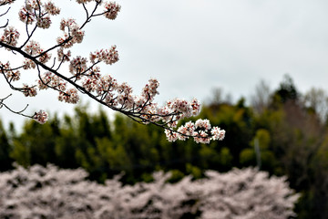 View of full blooming of cherry blossom along Muko river in Sanda city, Hyogo, Japan