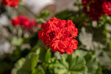 Red roses in a plantation
