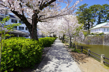 小田原城址公園 