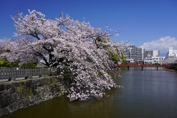 Obraz premium 小田原城址公園 