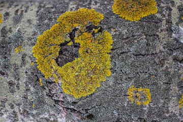 Texture of lichen on the bark.