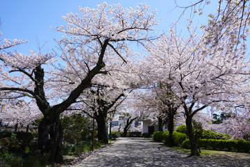 小田原城址公園 