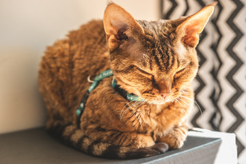 Devon rex © Kuba