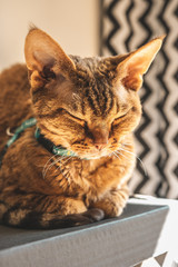 Devon rex © Kuba