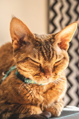 Devon rex © Kuba