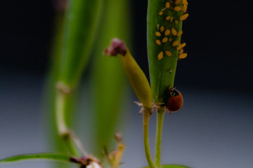 Catarina comiendo pulgón