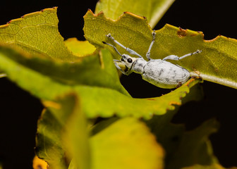 Weevil hanging upside down underneath a leaf. 