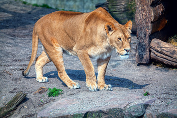 Obraz na płótnie Canvas A young lioness on the hunt