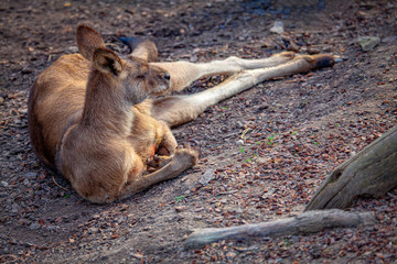 lazy kangaroo lying on the ground 