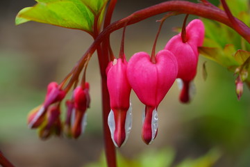 Heart-shaped pink and white flowers of dicentra spectabilis bleeding heart