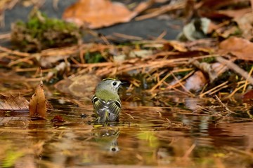 水浴び中の見返りポーズが可愛いキクイタダキ