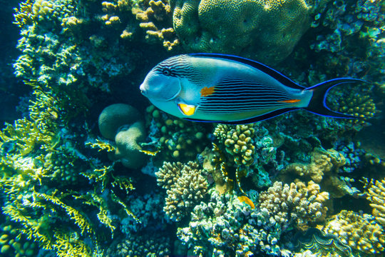 Surgeonfish along the barrier reef in Sharm El Sheikh (Egypt).