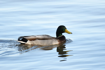 Closeup of a Mallard Duck swimming in the river with reflection in the water