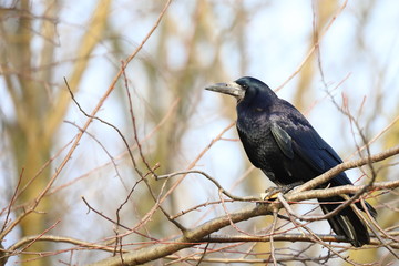 crow on a branch