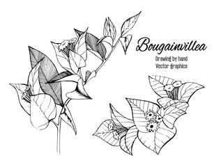 Sketch of bougainvillea on a white background. - obrazy, fototapety, plakaty