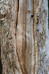 partial of tree trunk in the nature.