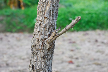 partial of tree trunk in the nature.