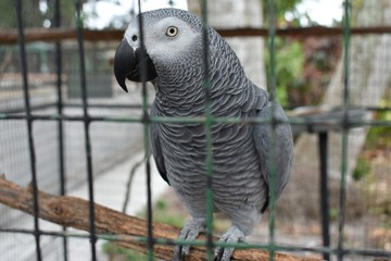Fototapeta premium parrot