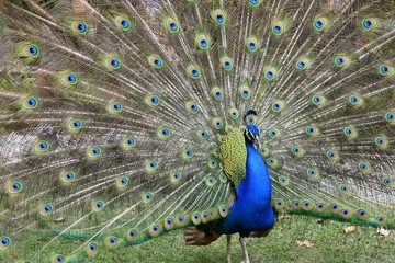 Naklejka premium peacock1