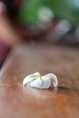 Tropical flower frangipani on wooden table