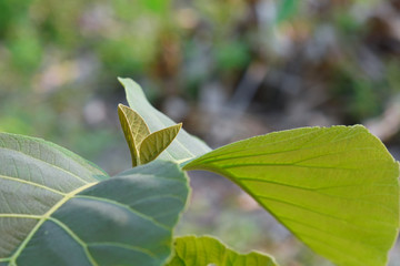 sprout tree growing up in the morning sun light.