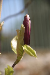 Spring pink fresh magnolia tree flower closed openiing 