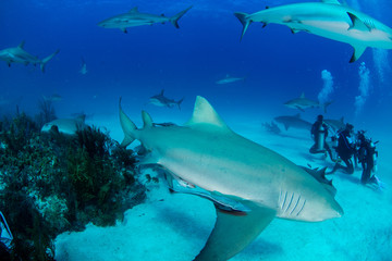 Fototapeta premium Tubarões