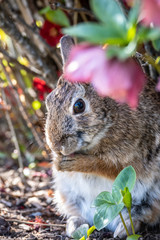 Cute native bunny grooming under a flowering bush in the garden
