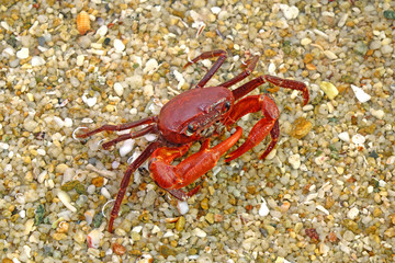 Red land crab (Phricotelphusa limula)(Male), It’s also known as Fire-Red crabs or waterfalls crab. One of world most beautiful fresh water crabs, It’s native only in Phuket island, Thailand. Very rare