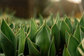 A plant in the winter garden