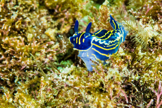 Moluscos, Nudibrnaquio