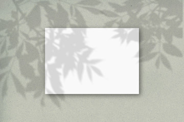 A horizontal A4 sheet of white textured paper on the green wall background. Mockup overlay with the plant shadows. Natural light casts shadows from the tree's foliage