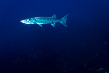 Naklejka premium Peixe