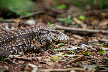Fototapeta premium Teiu lizard