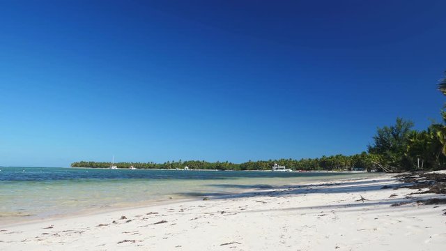 Coconut palm tree on tropical shore. Caribbean getaways. Travel destinations. Summer vacations