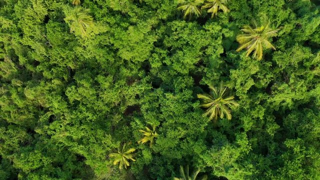 Mangrove and palms, La Tovara National Park, Ramsar Site, Wetlands of International Importance, San Blas Town, Matanchen Bay, Pacific Ocean, Riviera Nayarit, Nayarit state, Mexico, America