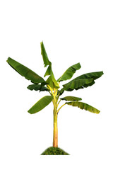 Banana tree  isolated on white background  for garden design. Tropical economic crops that are easy to grow