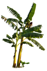 Banana tree  isolated on white background  for garden design. Tropical economic crops that are easy to grow