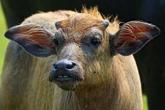close up of a young buffalo