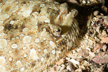 Peixe