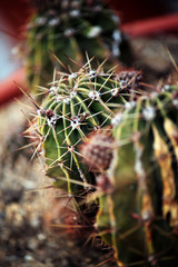 Naklejka na ściany i meble Cactus