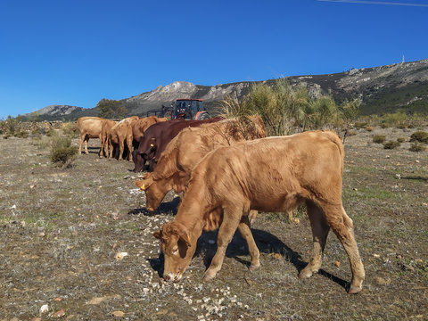 terneros en la dehesa