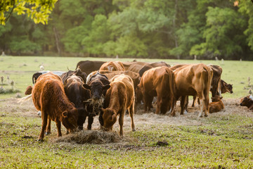 Group of Four Cows Eating Hay in a Pasture with More Cows in Background