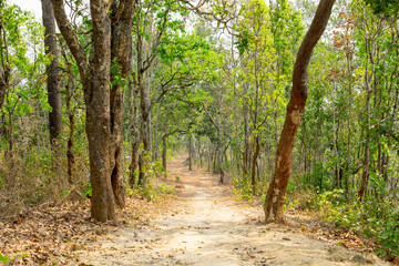 Wilderness trail on the day of pure nature forest.
