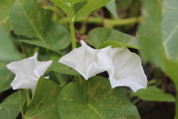 Fototapeta na wymiar White small flower in the garden