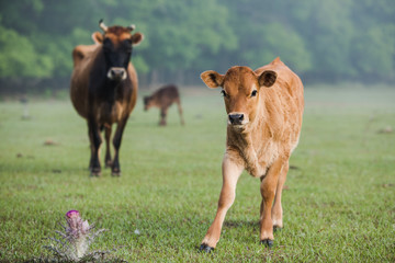 Naklejka na ściany i meble Brown Baby calf Looking at Camera Standing in a Green Pasture with Fog