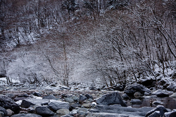 snow covered trees